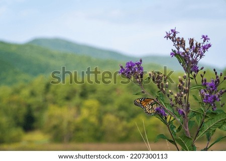 Monarch Butterfly with Great Smoky Mountains in Background, Cade's Cove area. 