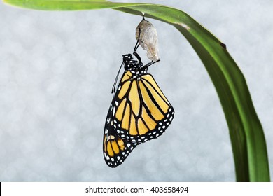 Monarch butterfly hanging from the chrysalis that he hatched from on a sparkling background. Copy space on a horizontal format.