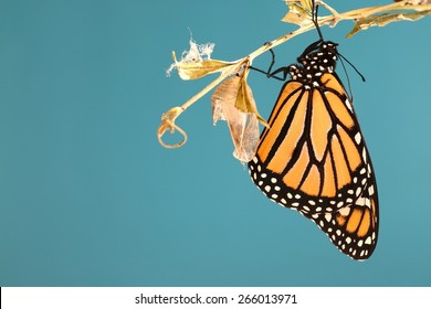 Monarch Butterfly Hanging On A Branch With His Chrysalis With A Blue Background