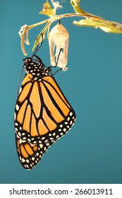 Monarch Butterfly Hanging On His Chrysalis With A Blue Background