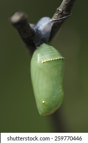 Monarch Butterfly Hatching In Spring