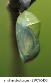 Monarch Butterfly Hatching In Spring