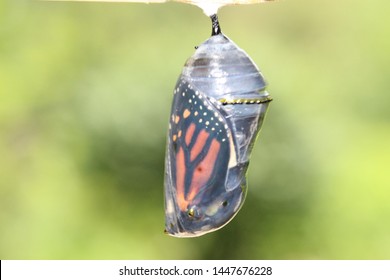 monarch butterfly hatching from transparent chrysalix