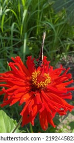 Monarch Butterfly Having Her Lunch At Redman Super Cactus