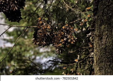 Monarch Butterfly Hibernation At Mexico