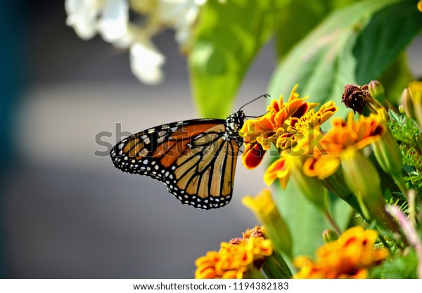 Monarch Butterfly Isolated On Marigold Flower Stock Photo 1194382183 ...