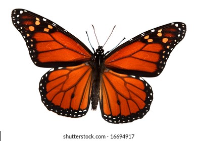 Monarch Butterfly Isolated On White, Clipping Path