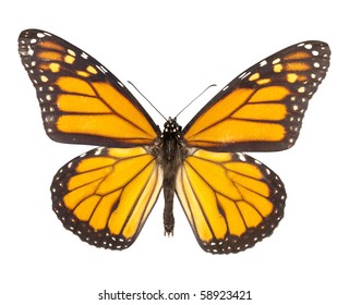 Monarch Butterfly Isolated On White Background. Each With Wing In Ciritical Focus.
