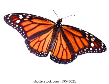 Monarch Butterfly Isolated On White