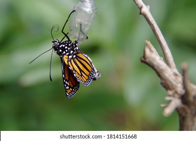 Monarch Butterfly just emerged from Chrysalis - Powered by Shutterstock