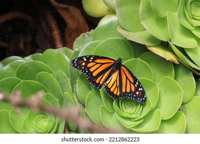 Monarch Butterfly La Jolla Ca 2022