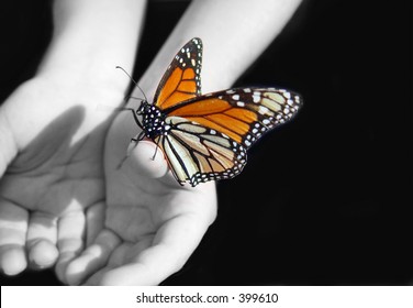 Monarch Butterfly Lands On Outstretched Hands Of A Child At The Butterfly Grove