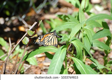 Monarch Butterfly Laying Eggs On A Milkweed Plant