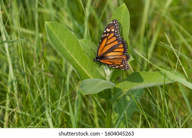 Monarch Butterfly Laying Eggs On A Common Milkweed Plant. 