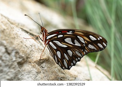 A Monarch Butterfly At Miami Beach Botanical Garden, Florida, USA.