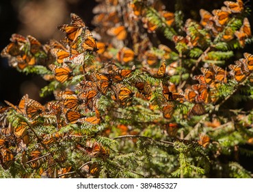 Monarch Butterfly Migration In Cerro Pelon Butterfly Sanctuary, Mexico/Monarch Butterfly Migration