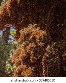 Monarch Butterfly Migration In Cerro Pelon Butterfly Sanctuary, Mexico/Monarch Butterfly Migration