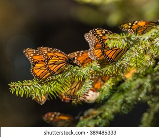 Monarch Butterfly Migration In Cerro Pelon Butterfly Sanctuary, Mexico/Monarch Butterfly Migration