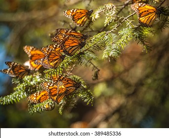 Monarch Butterfly Migration In Cerro Pelon Butterfly Sanctuary, Mexico/Monarch Butterfly Migration