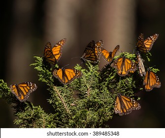 Monarch Butterfly Migration In Cerro Pelon Butterfly Sanctuary, Mexico/Monarch Butterfly Migration