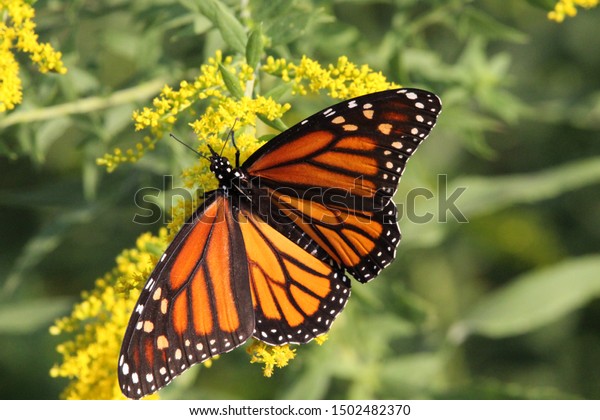 ポイントペリー国立公園近くのモナーク蝶 の写真素材 今すぐ編集