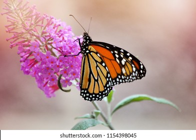 10,407 Yellow butterfly bush Images, Stock Photos & Vectors | Shutterstock
