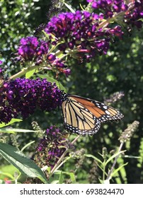 Monarch Butterfly On Butterfly Bush