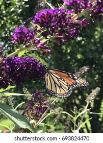 2,202 Monarch On Butterfly Bush Images, Stock Photos & Vectors 