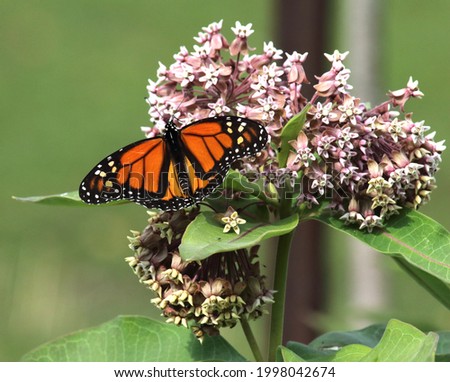 monarch butterfly on common milkweed  plant