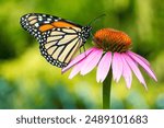 Monarch Butterfly on Echinacea Purple coneflower