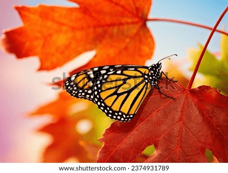 Monarch Butterfly on fall leaves during migration Danaus plexippus in autumn