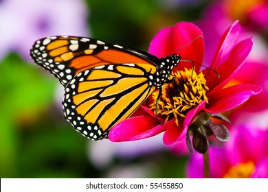 Monarch Butterfly On A Flower.