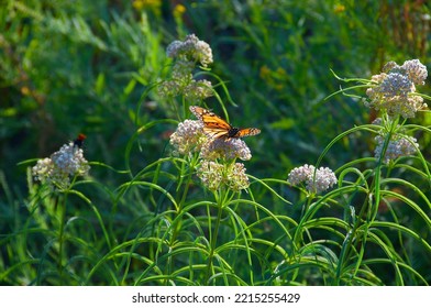 Monarch Butterfly On Flower In Garden Malibu California