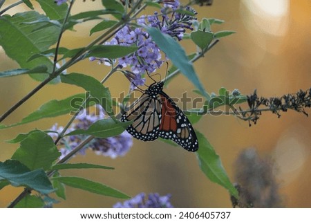 Monarch Butterfly on Flower at Sunset