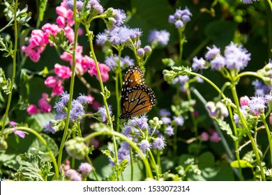 A Monarch butterfly on a flower in Tempe AZ