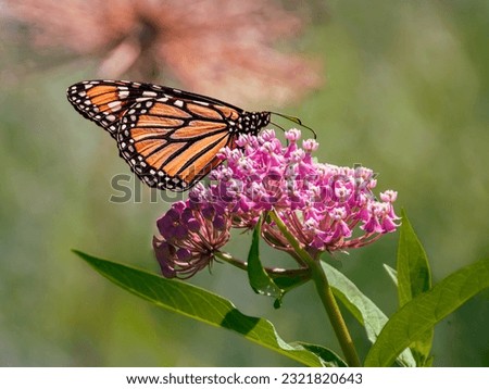 Monarch Butterfly on a milkweed flower, blurred natural background,  summer time, an endangered species of butterfly