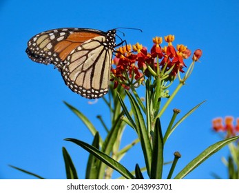Monarch Butterfly On Orange Milkweed Flower