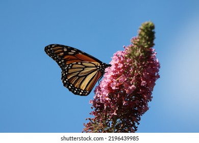 A Monarch Butterfly On Pink Buddleia Flowers Against The Blue Sky