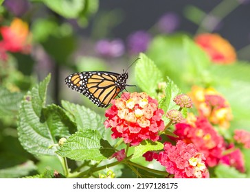 Monarch Butterfly On Pink, Orange And Yellow Lantana Flowers, Profile View