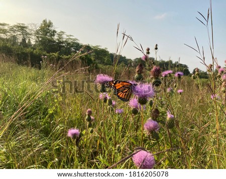 Monarch butterfly on a purple thistle