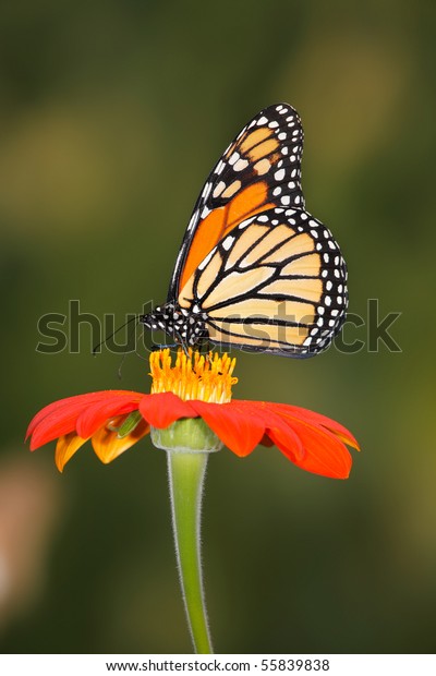 Monarch Butterfly On Red Flower Danaus Stock Photo 55839838 | Shutterstock