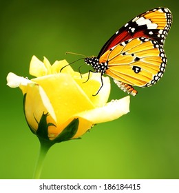 75,320 Rose Butterfly Images, Stock Photos & Vectors 