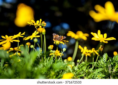 Monarch Butterfly On A Yellow Flower In Pacific Grove, California