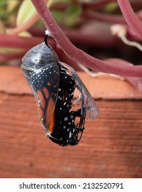 Monarch butterfly with orange, black, and white colors is beginning to emerge from its clear chrysalis as it hangs from a plant in a clay flower pot.