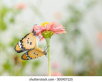 monarch butterfly  pairing flower