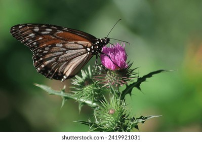 Monarch butterfly perched on a thistle flower - Powered by Shutterstock