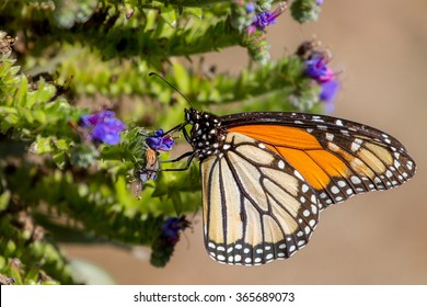Monarch Butterfly At Pismo Beach In California