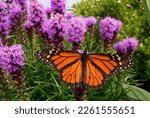 Monarch butterfly pollinates prairie blazing star wildflowers in a prairie garden