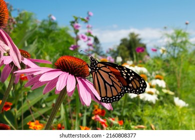 Monarch Butterfly pollinates pretty flowers in colorful botanical garden during migration - Powered by Shutterstock