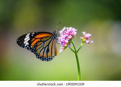 Monarch butterfly pollinating flowers in the summer day, soft background - Powered by Shutterstock